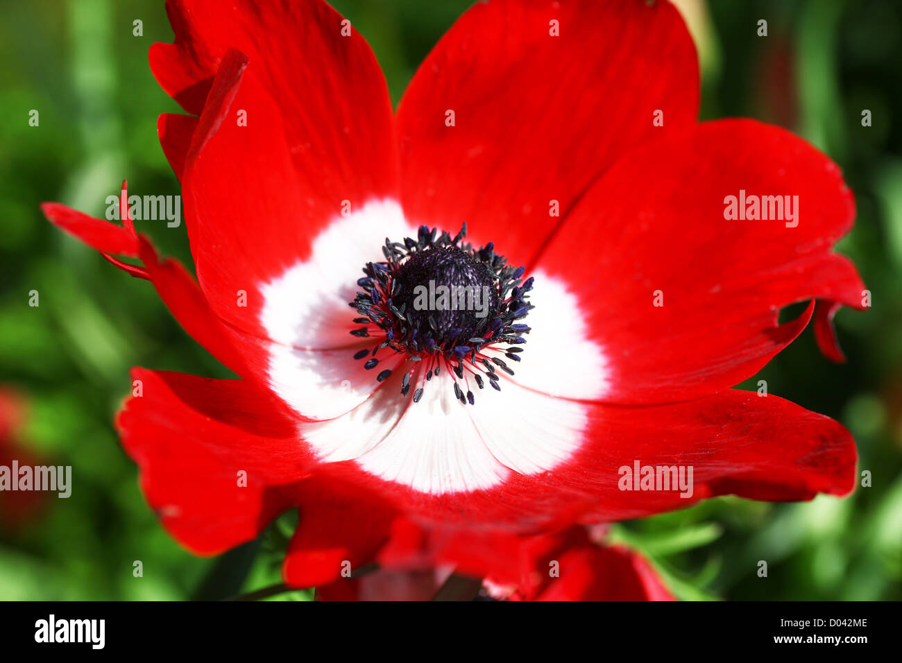 Eine rote Anemone Coronaria De Caen Gruppe gemischten Blume Stockfoto