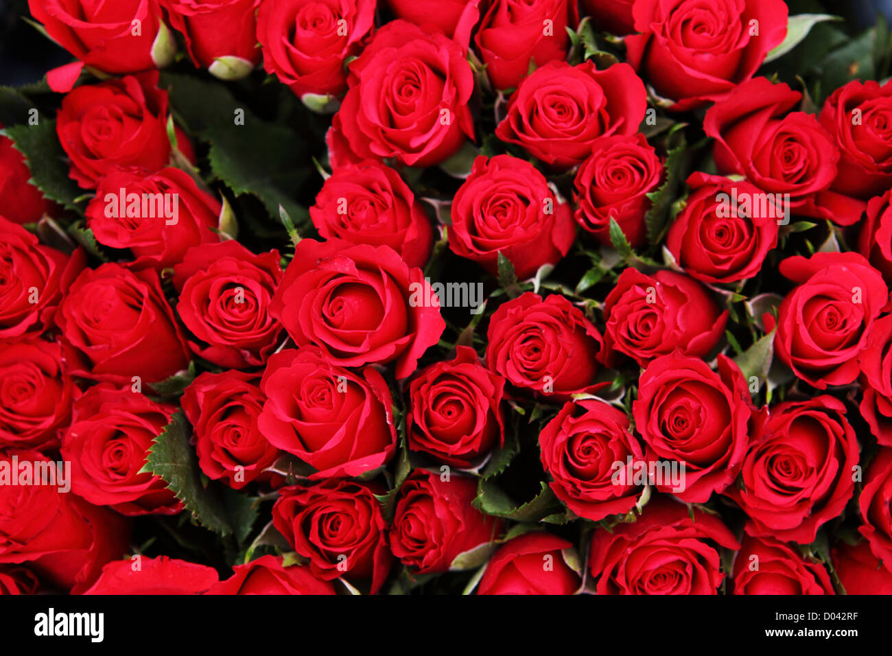 Rote Rosen zum Verkauf an den Bloemenmarkt (Blumenmarkt) in Amsterdam,  Niederlande Stockfotografie - Alamy