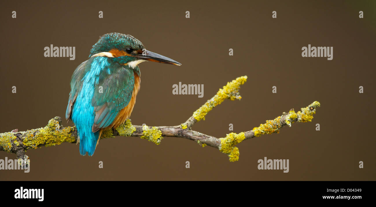 Eisvogel in seiner natürlichen Umgebung am Ufer des Flusses Stockfoto