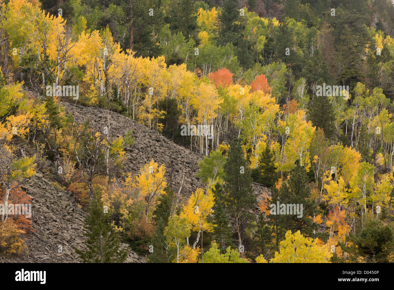 Herbst oder Herbst in die Manti La Sal Mountains, mit Espen, in der Nähe von Monticello, Utah, USA Stockfoto