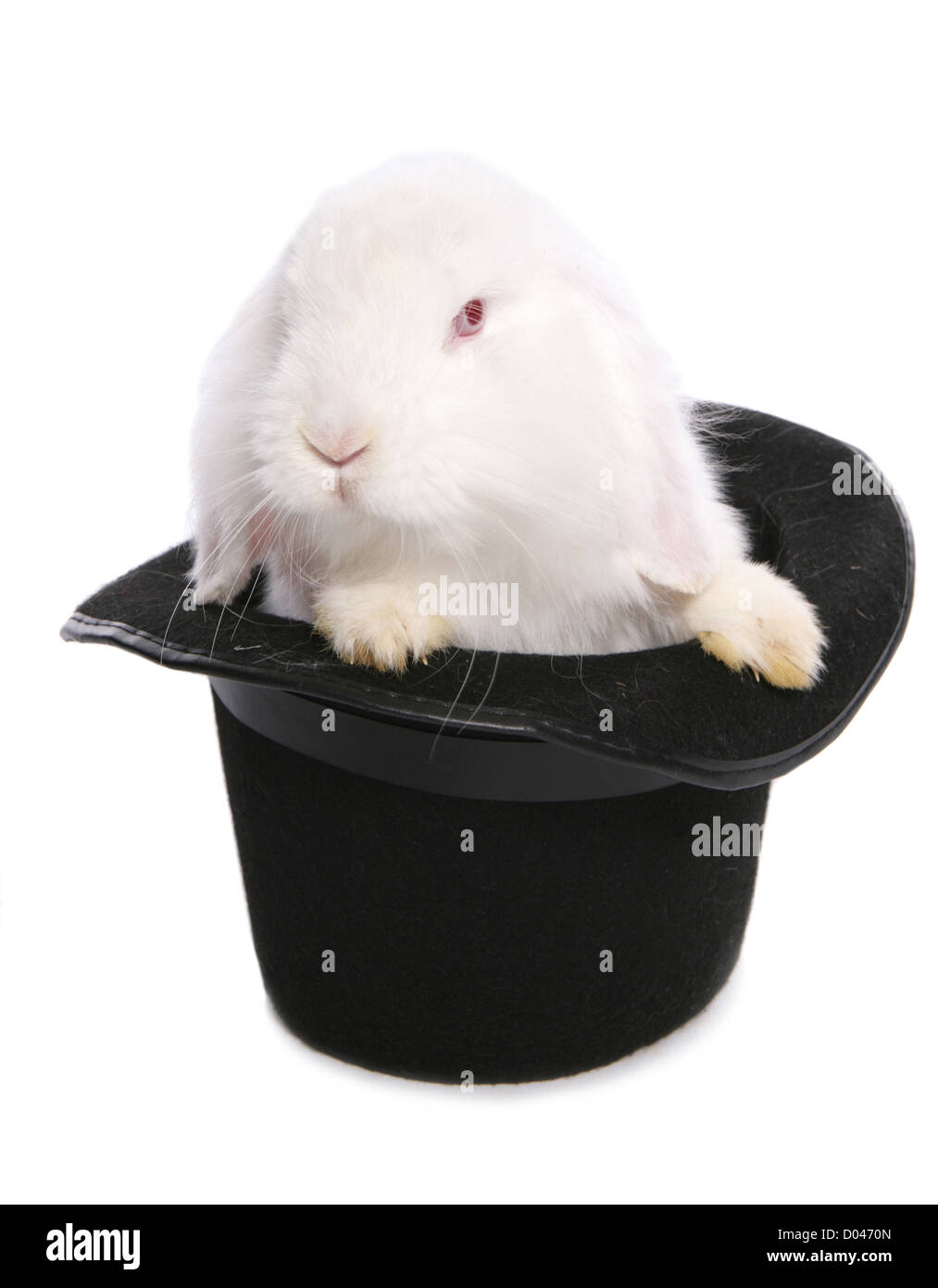 Kaninchen in einen Zylinderhut-Studio-Ausschnitt Stockfoto