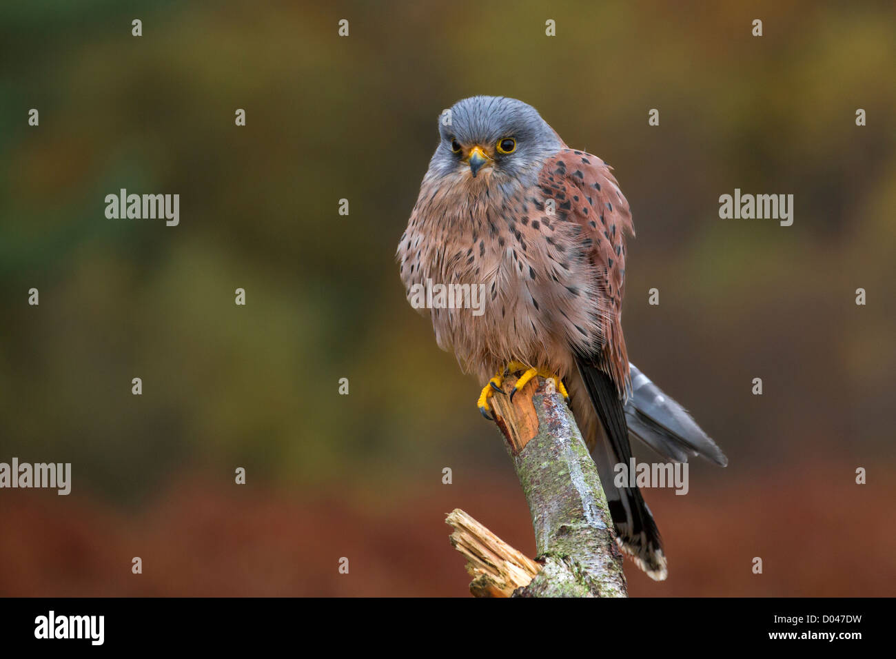 Männlicher Turmfalke Stockfoto