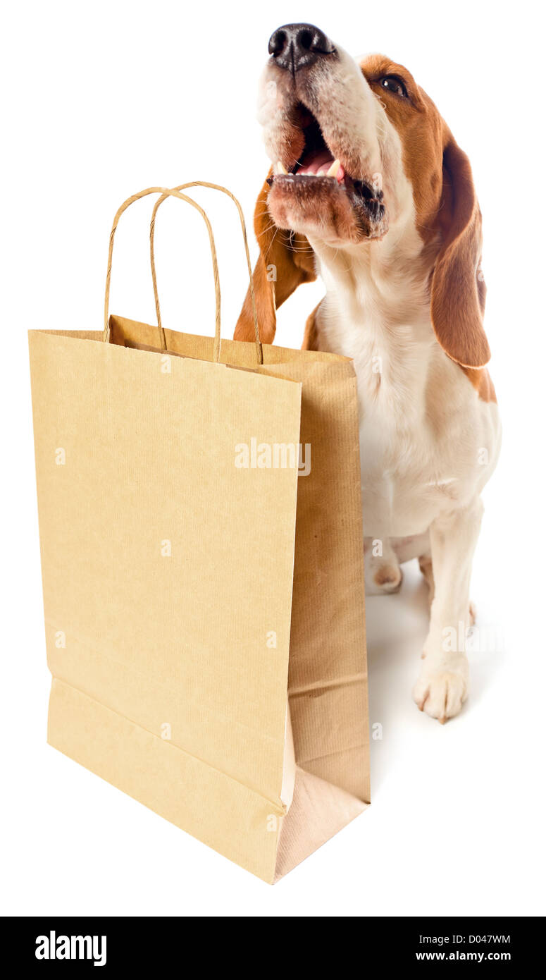 niedlichen Hund mit Papiertüte auf weißem Hintergrund Stockfoto