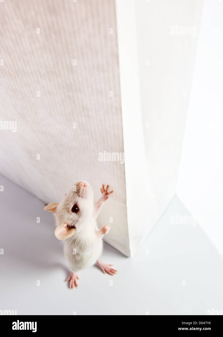 süße weiße Ratte untersuchen eine weiße Tasche Stockfoto