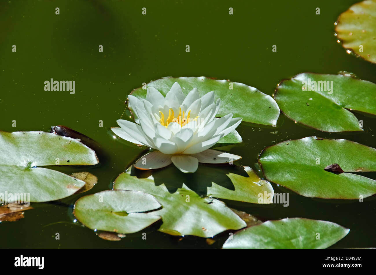 Eine weiße Seerose und grünen Blättern Stockfoto