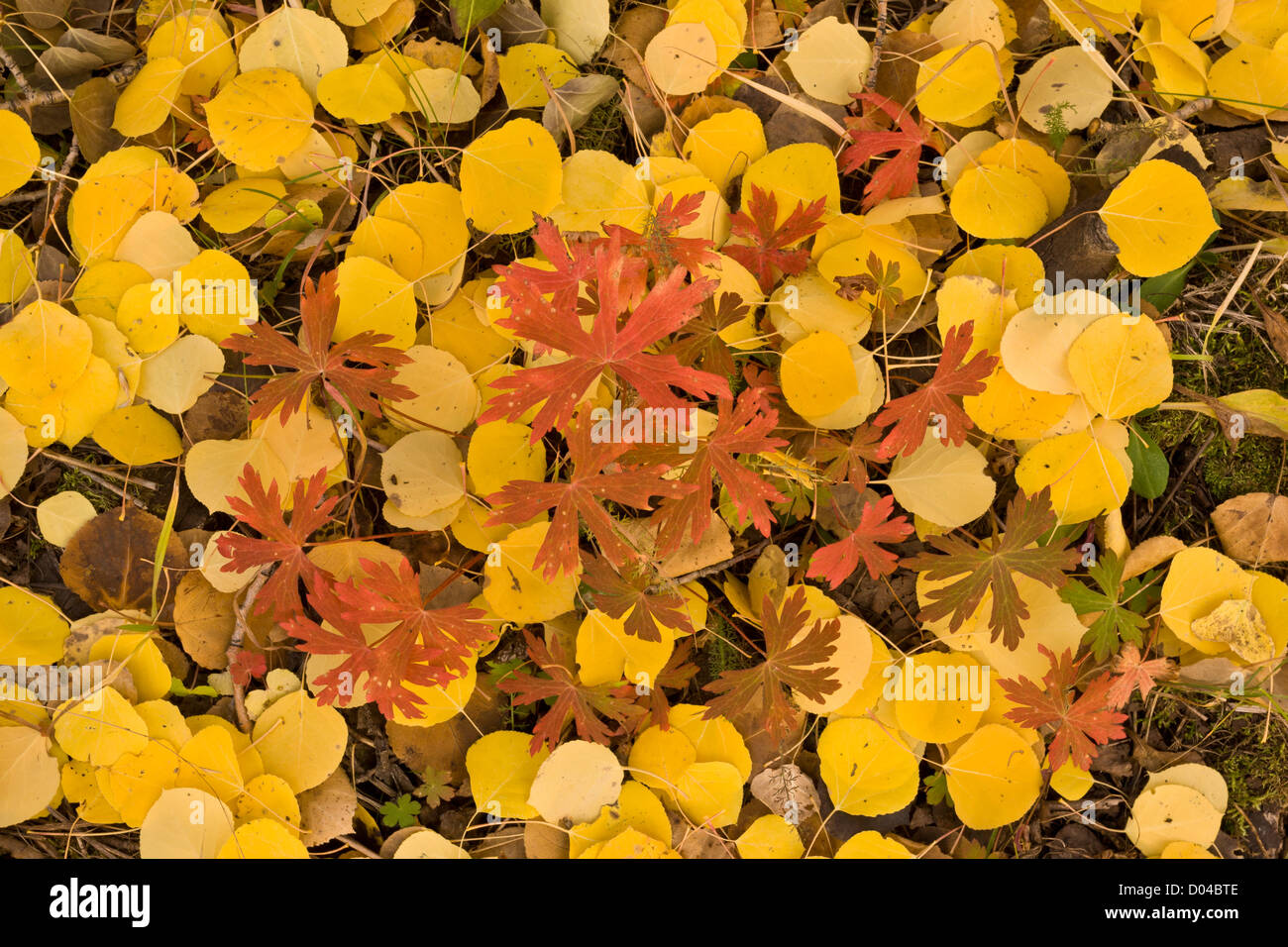 Lila Cluster Geranie oder Pinienwälder Geranie, Geranie Caespitosum, Herbstfärbung in Espenholz; Colorado, USA Stockfoto