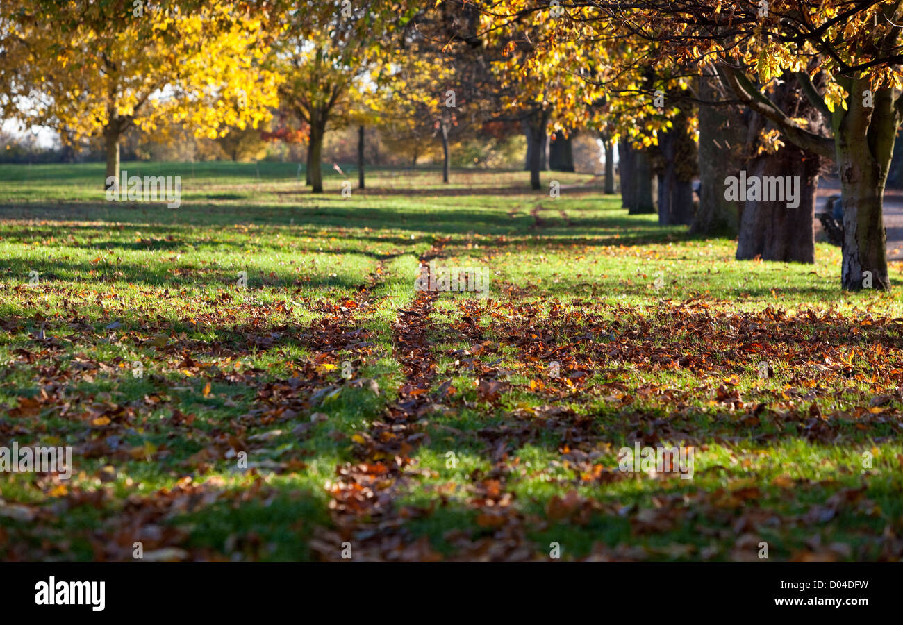 Reifenspuren auf einem Rasen, bedeckt mit herbstlichen Blättern, Regent's Park, London, England, Großbritannien. Stockfoto
