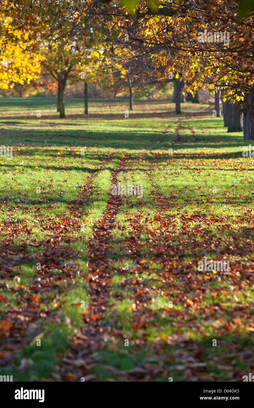 Feld bedeckt mit Gras und gefallenen Blätter im Herbst, und lange Reifenspuren, Regent's Park, London, England, Großbritannien Stockfoto