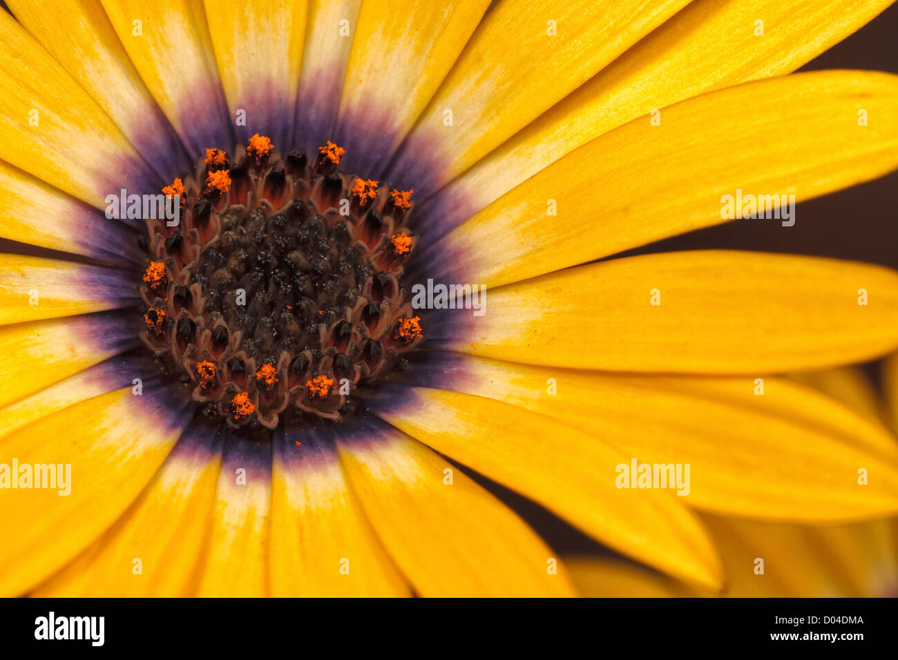 Osteospermum-Symphonie Gelb Stockfoto
