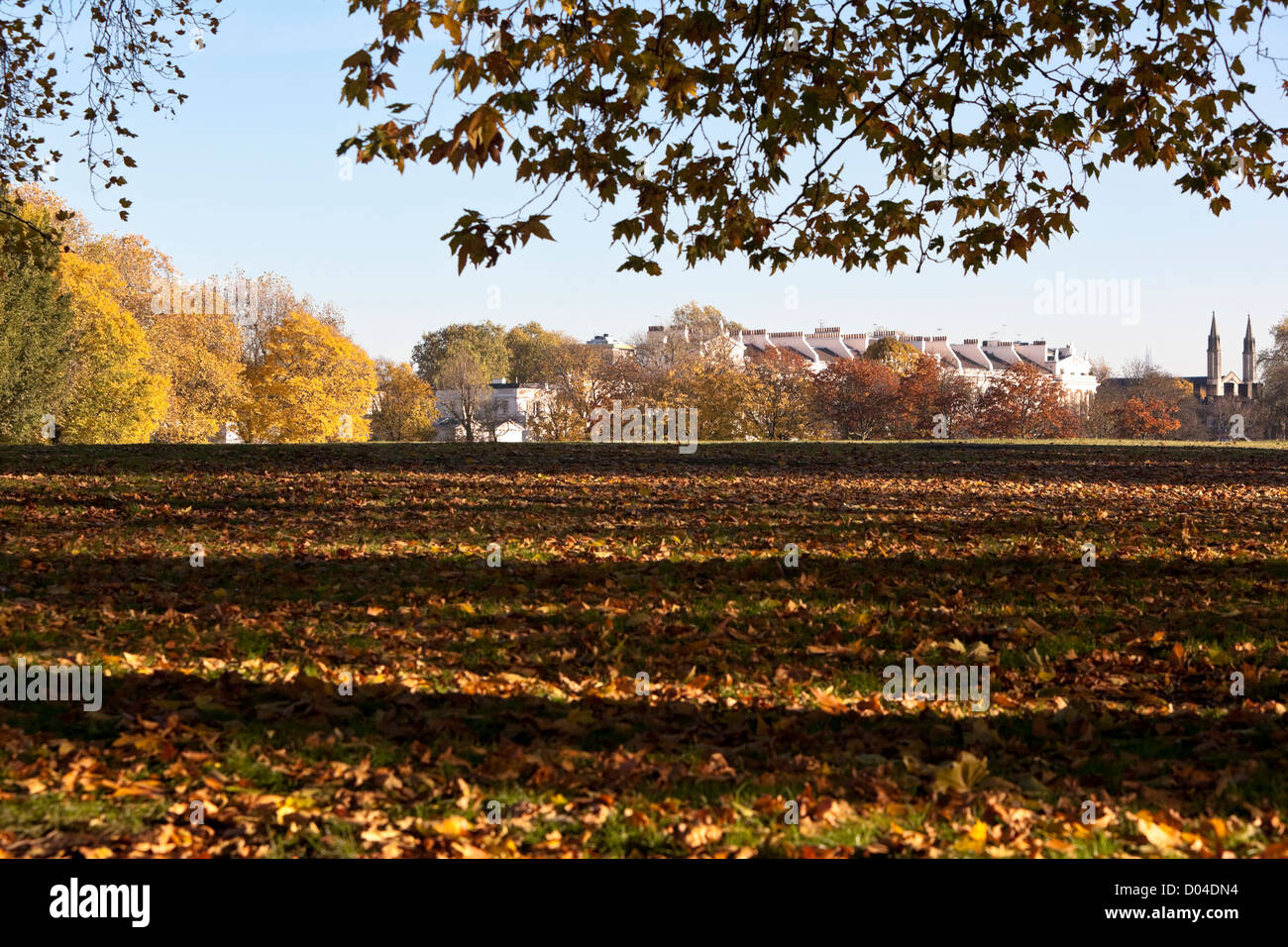 Grasfeld bedeckt mit gefallenen Blättern, Regent's Park, London, England, Großbritannien. Stockfoto