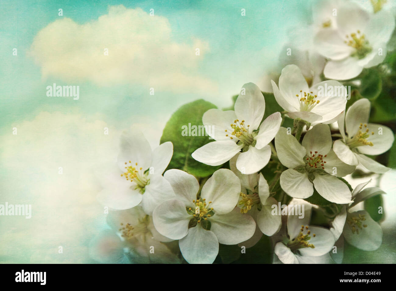 Apple Frühlingsblüten auf weichem blauem Hintergrund Stockfoto