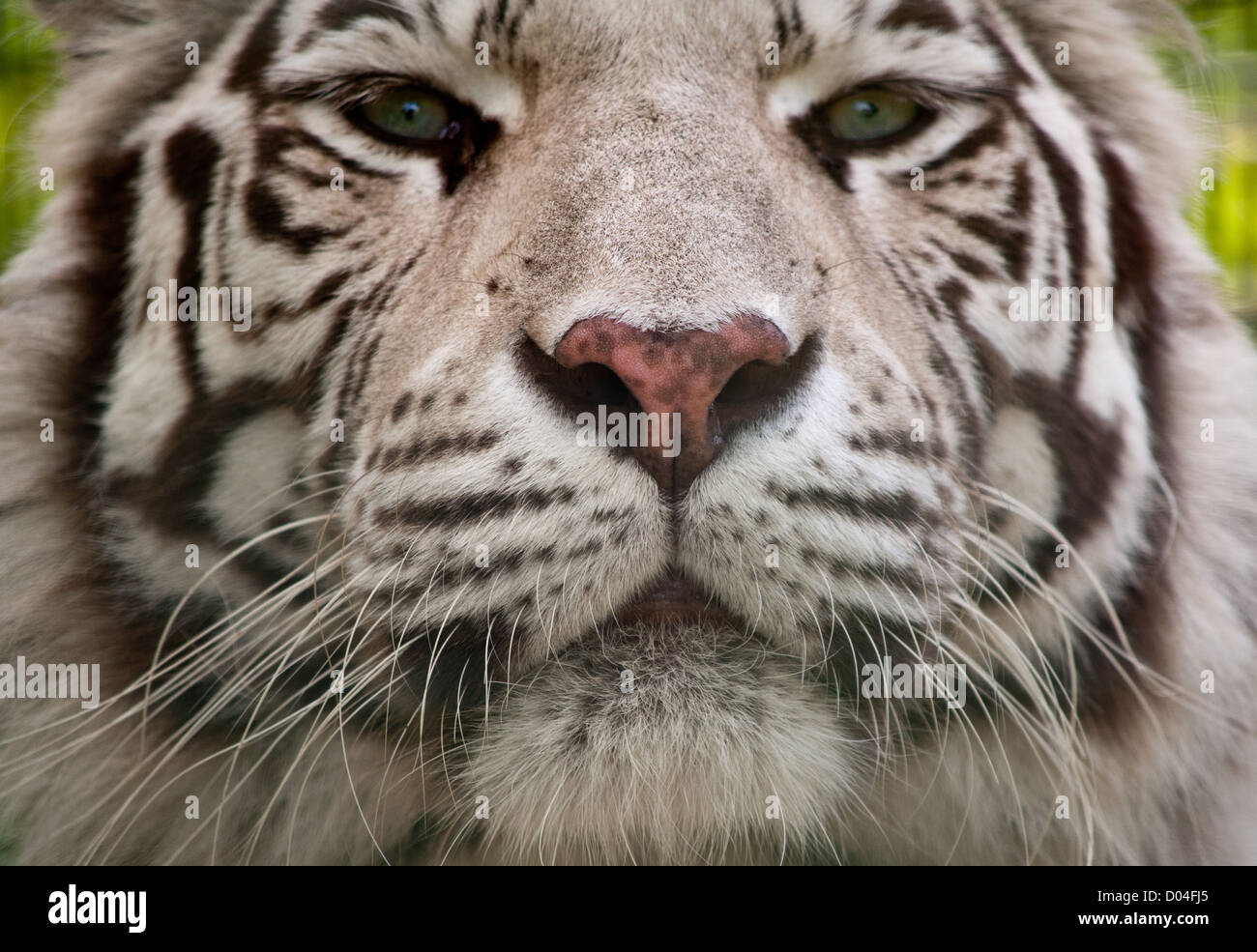 Siberian tiger detail -Fotos und -Bildmaterial in hoher Auflösung – Alamy