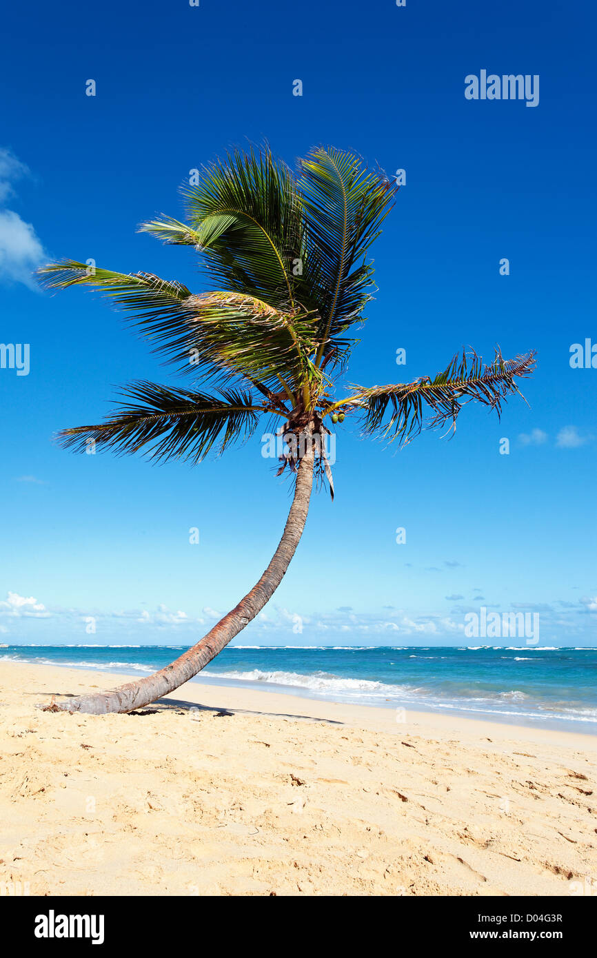 Kokospalme an einem Strand mit blauer Himmel Stockfoto