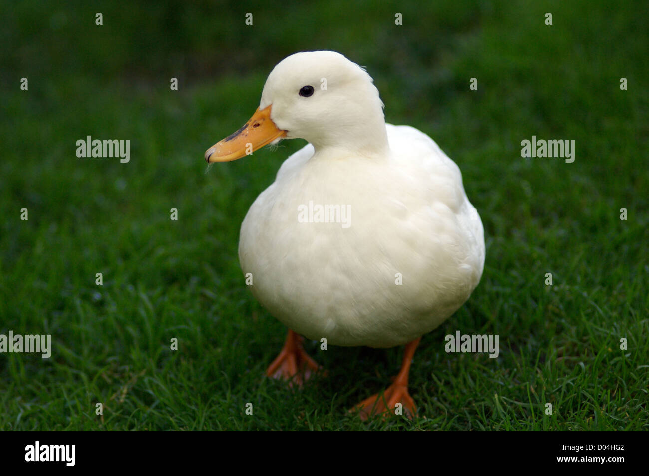 süße weiße Ente auf dem grünen Rasen Stockfoto