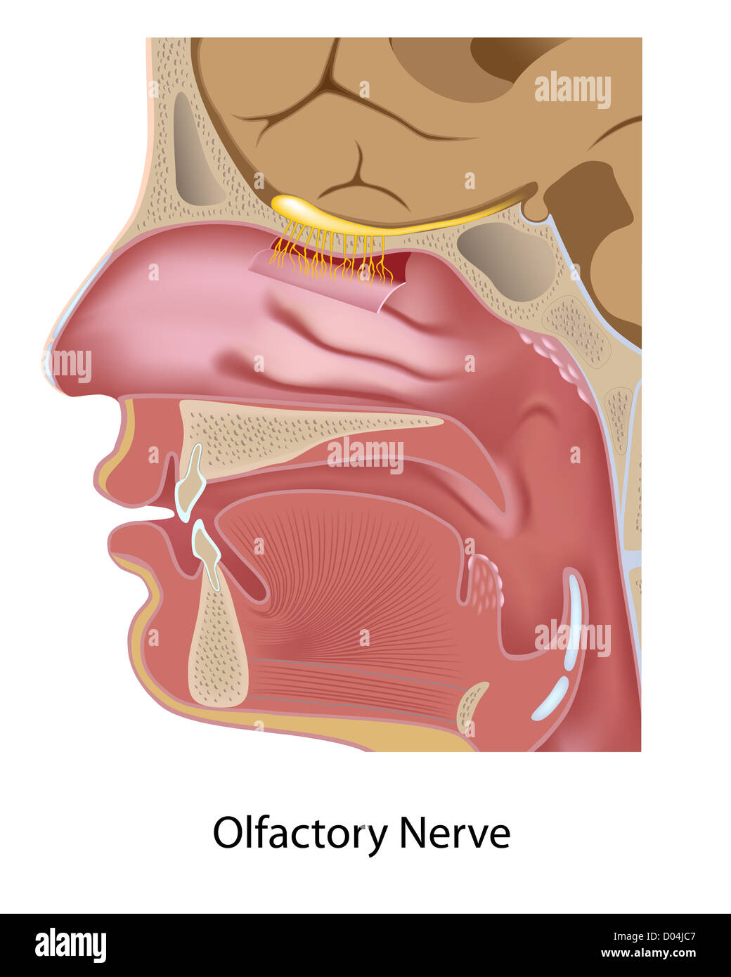 Riechnerv Stockfoto