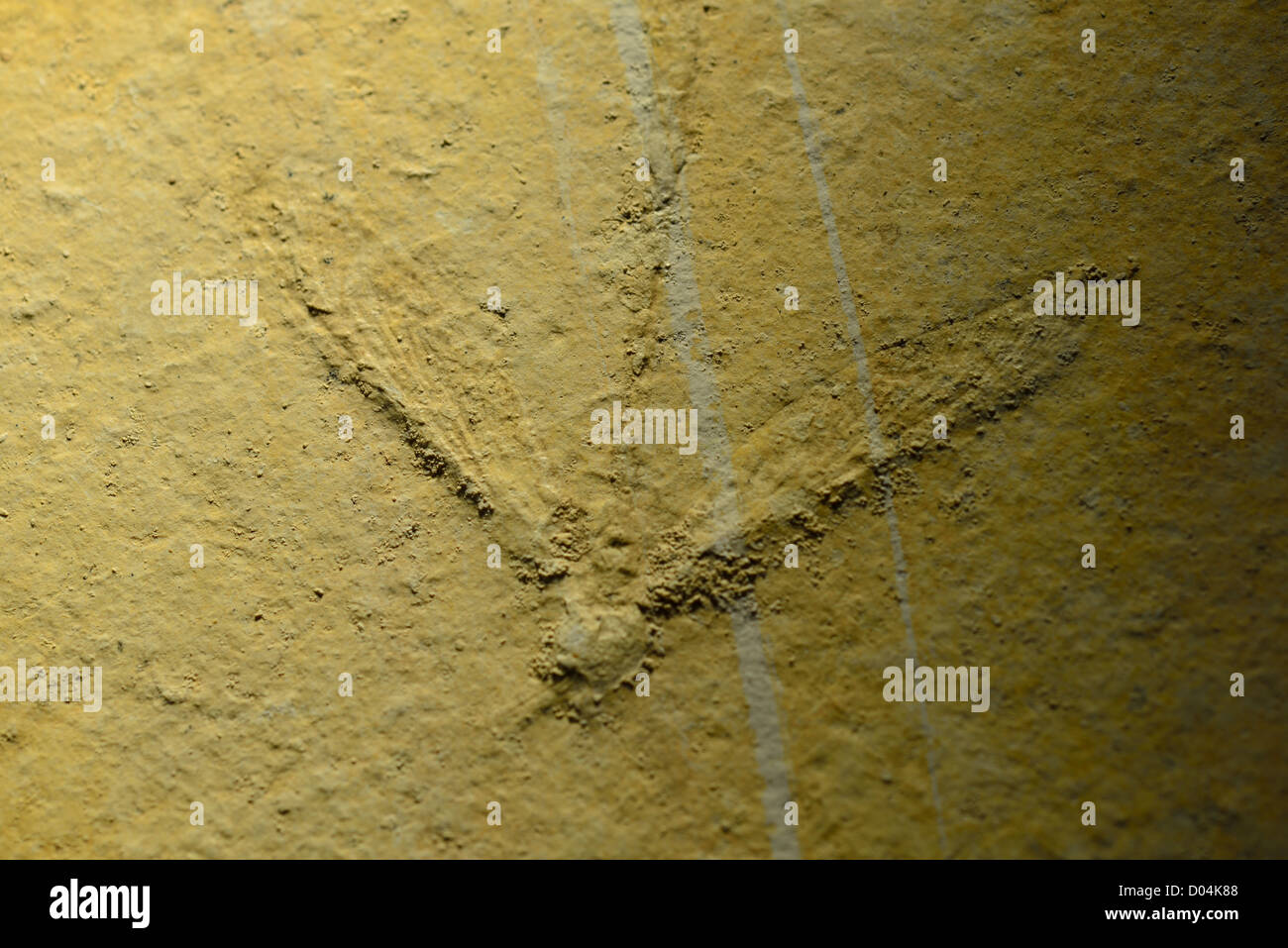 Fossilen Insekten im Solnhofener Kalkstein, Deutschland erhalten. Jura-Zeitalter. Stockfoto