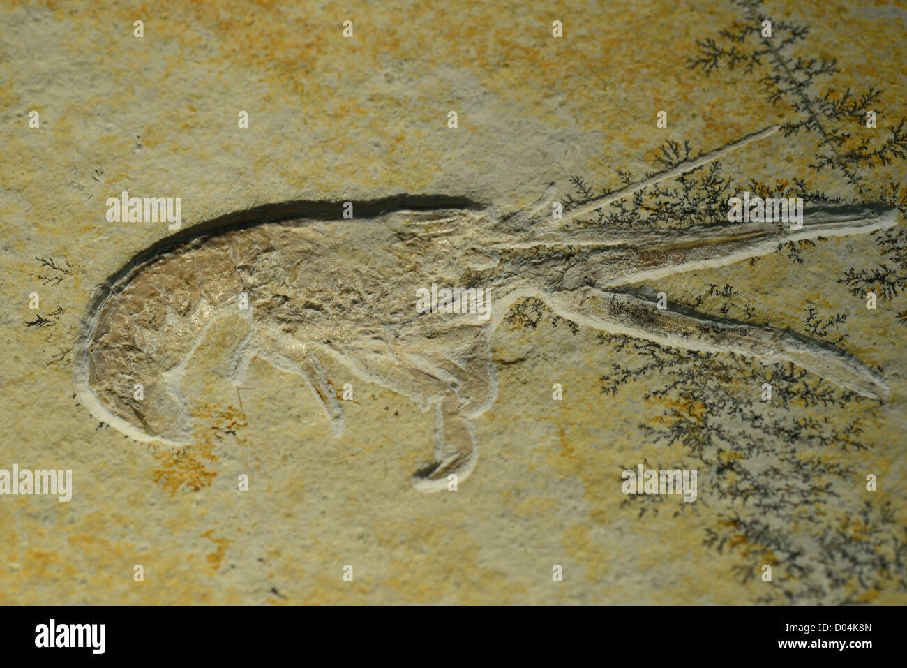 Ein Garnelen-Fossil in Kalkstein Matrix erhalten. Stockfoto