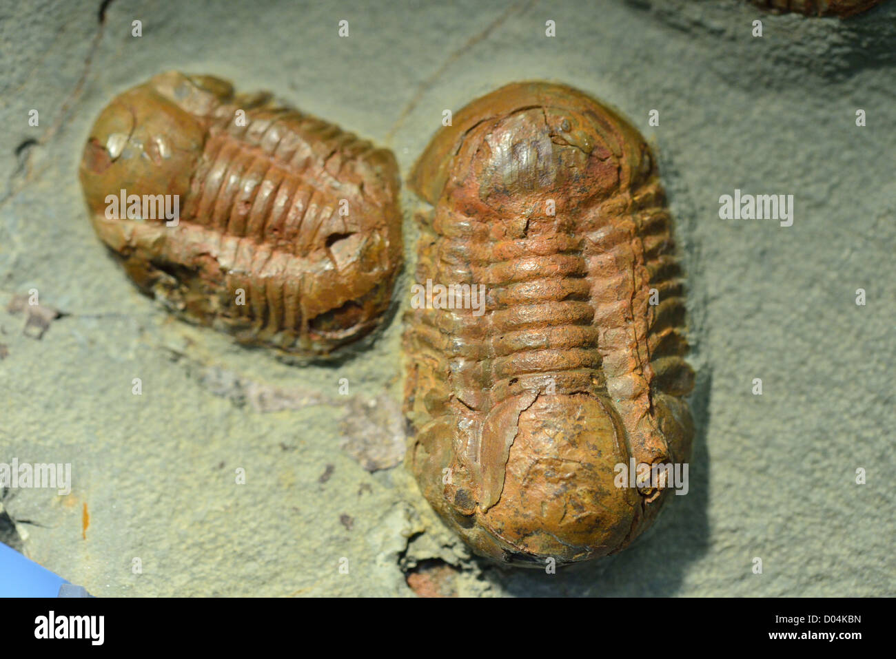 Fossilen Trilobiten. Stockfoto