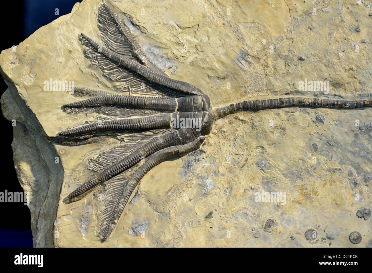 Fossilen Meer Lilie in Kalkstein erhalten. Stockfoto