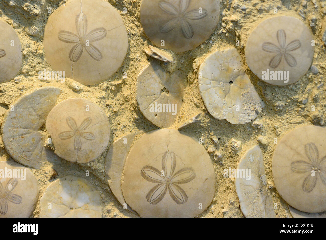 Fossilen Sand-Dollars in Carbonat erhalten. Stockfoto