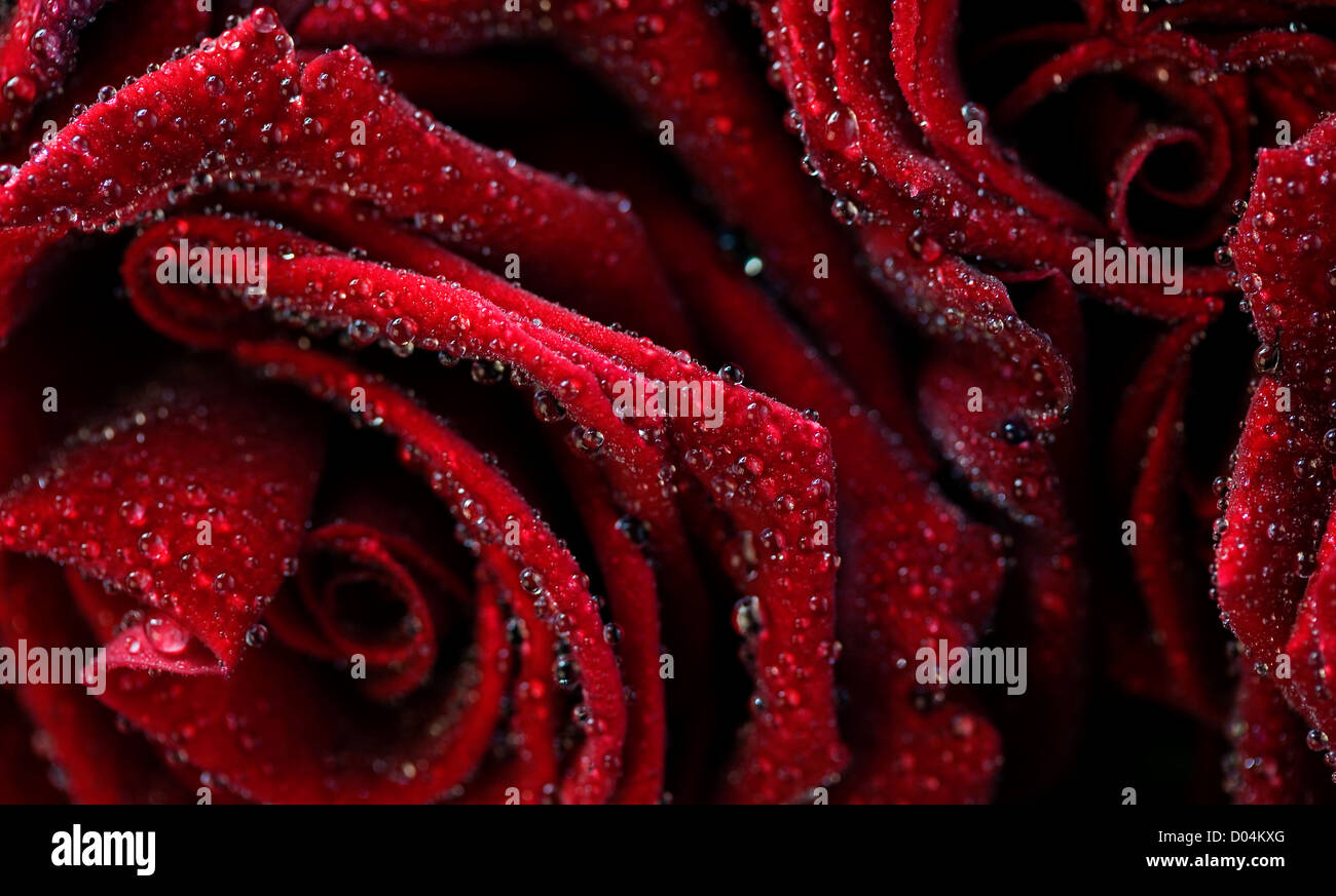 Rote Rosen mit Wassertropfen Stockfoto