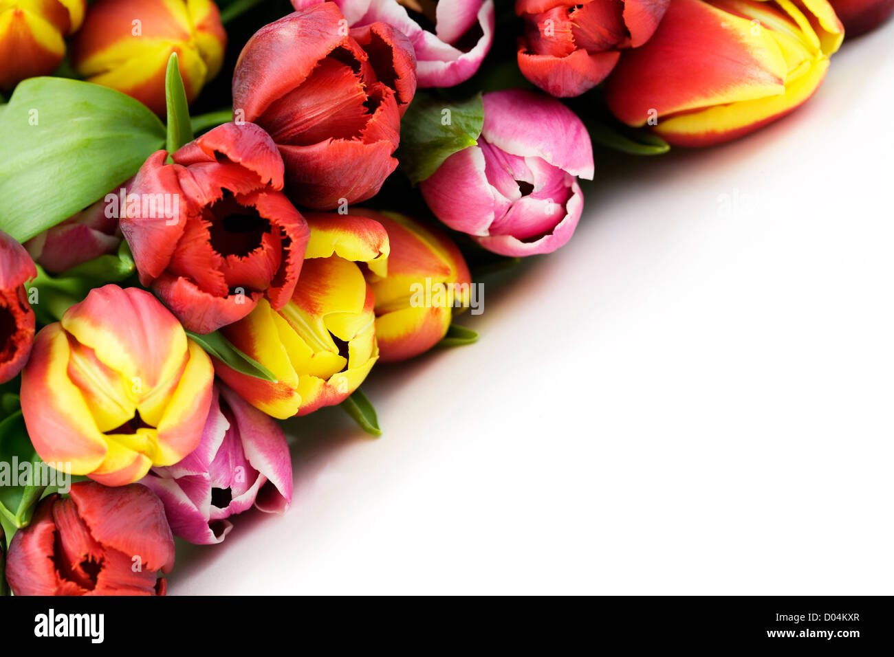 Blumenstrauß aus der frischen Tulpen Stockfoto