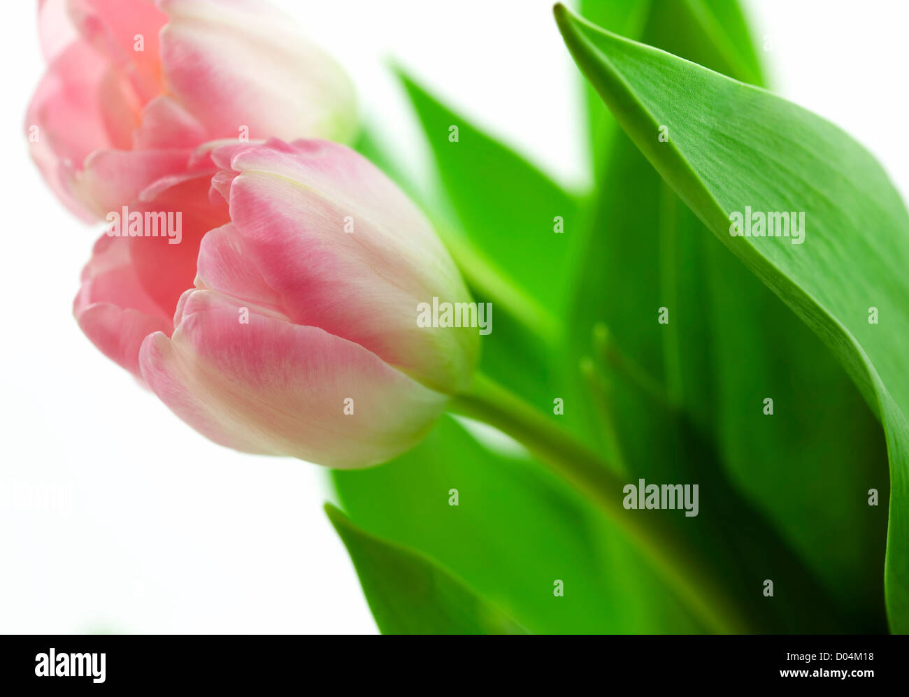 Zwei schöne rosa Tulpen Stockfoto