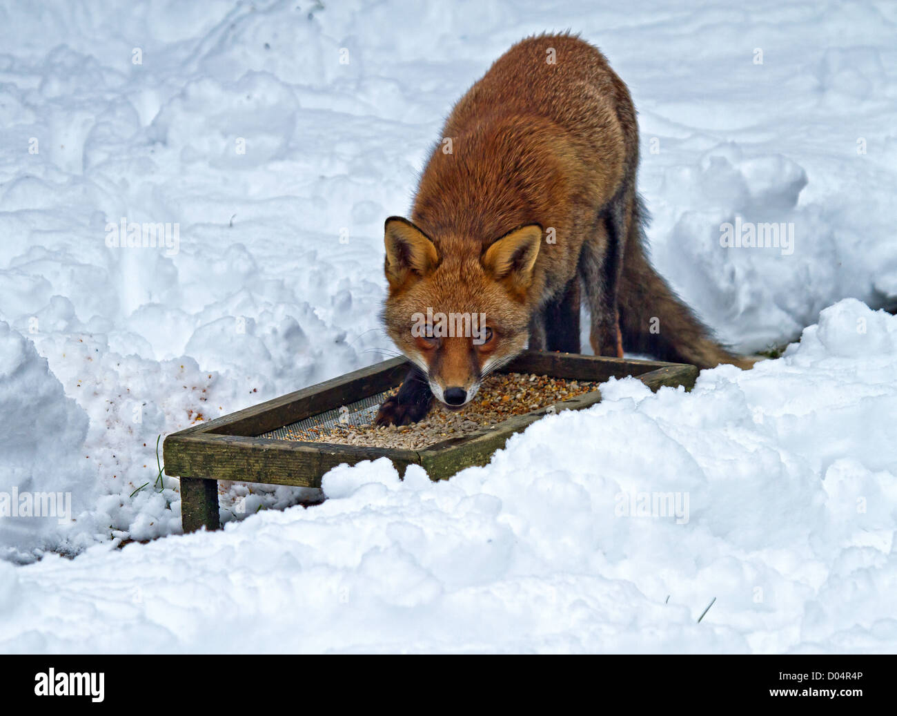 Hungrige Fuchs im Schnee, Essen Vogelfutter Blick in die Kamera Stockfoto