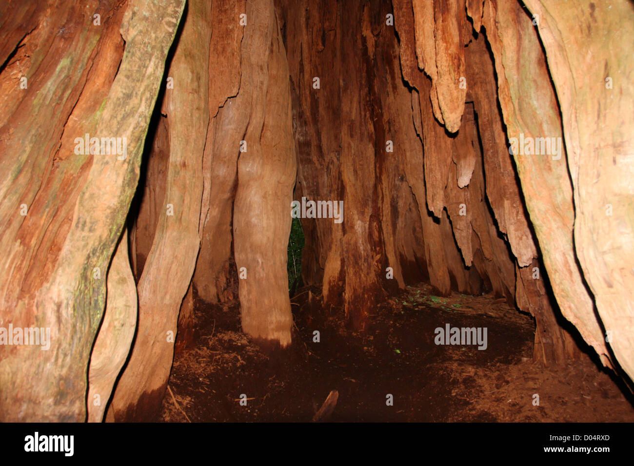 Ein Blick ins Innere der Welt größte Western Red Cedar (Thuja Plicata) Baum in einem Wald in Jefferson County, Washington, USA im Juli Stockfoto