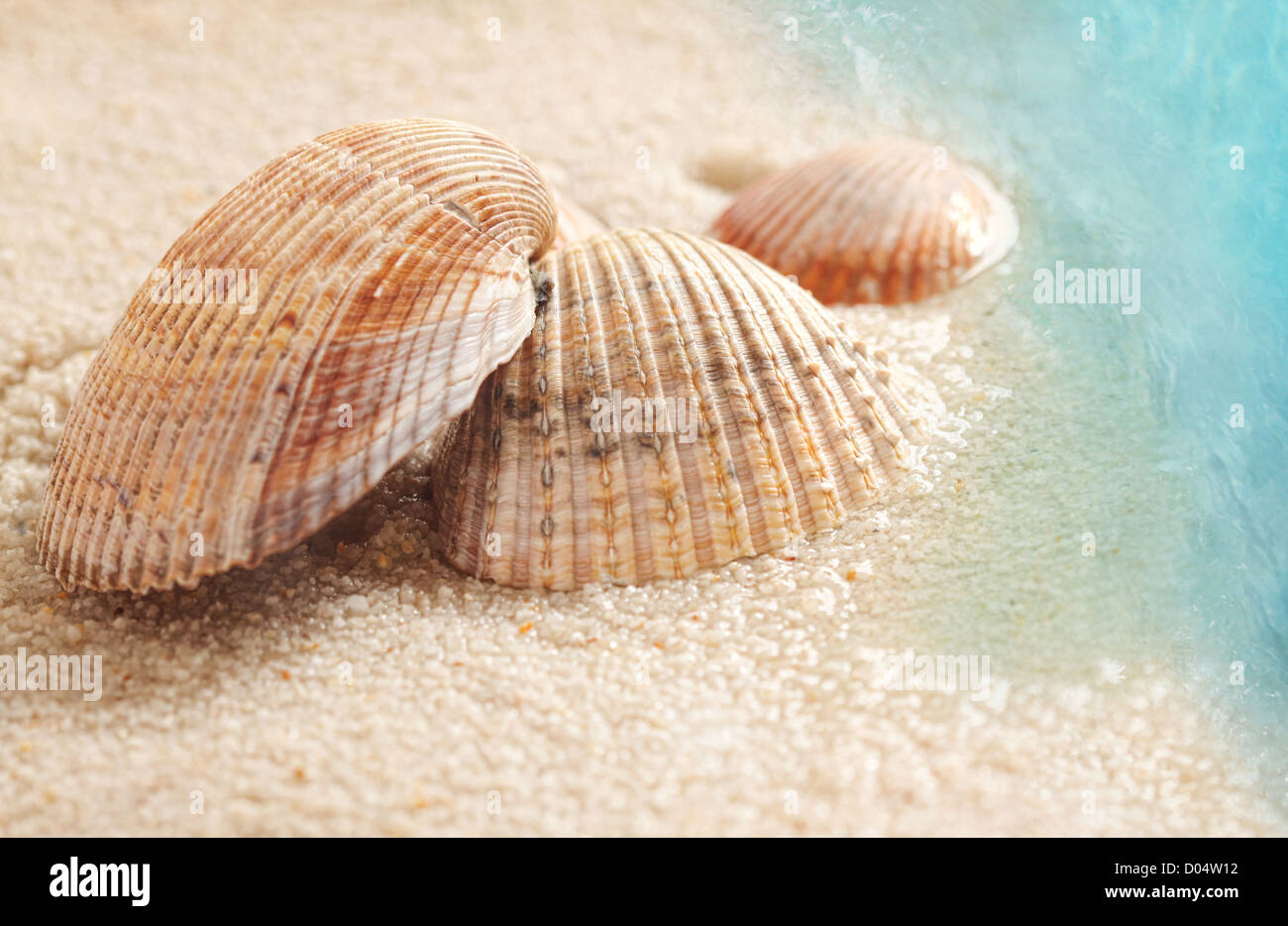 Kleine Muscheln im nassen sand Stockfoto