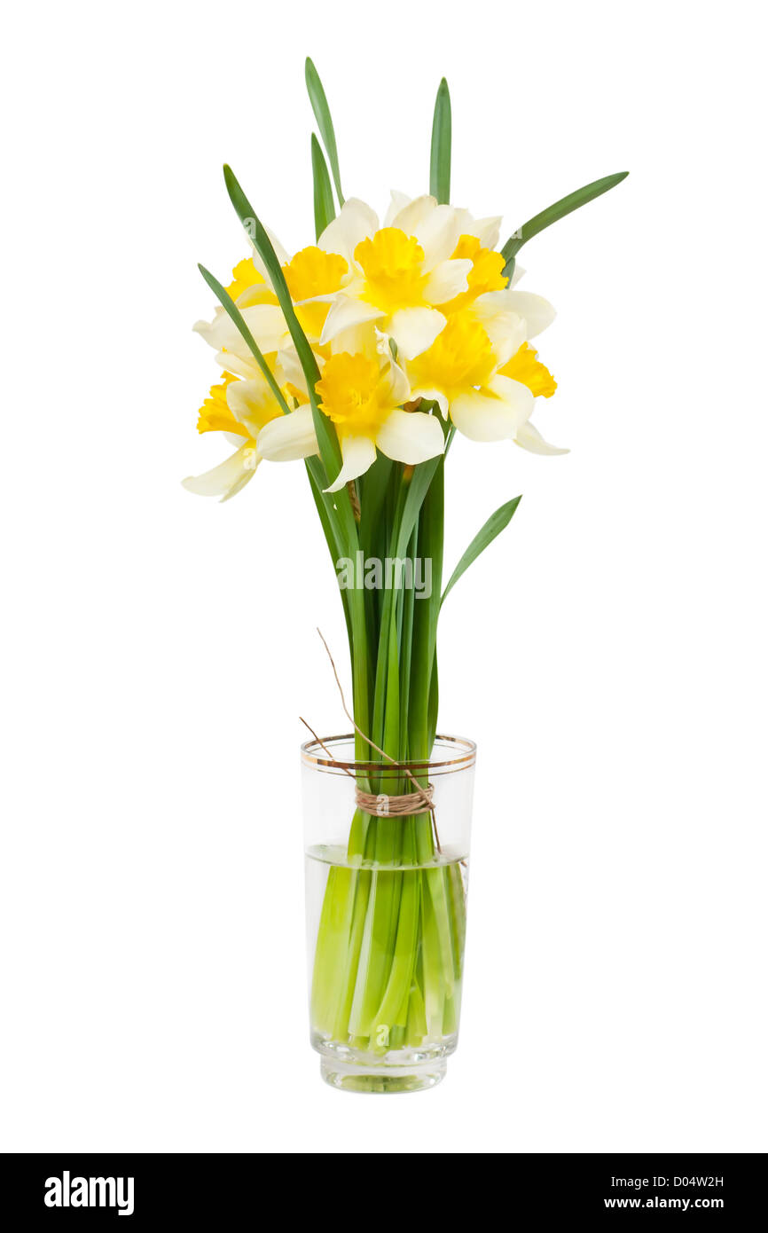 Einen Strauß Narzissen in ein Glas mit Wasser isoliert auf weiß Stockfoto