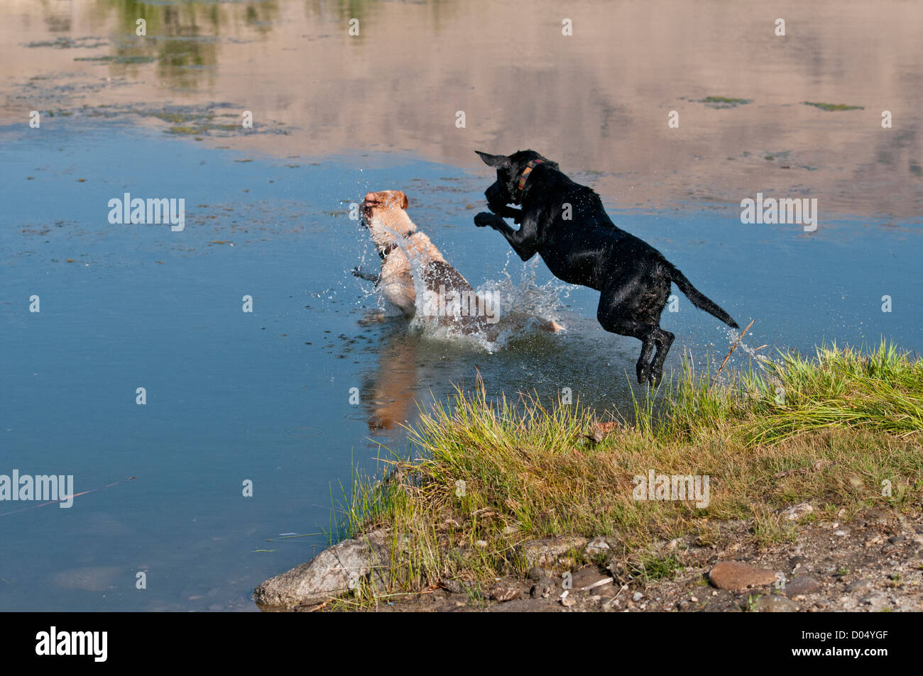 Schwarze und gelbe Labrador Retriever Sprung ins Wasser Stockfoto