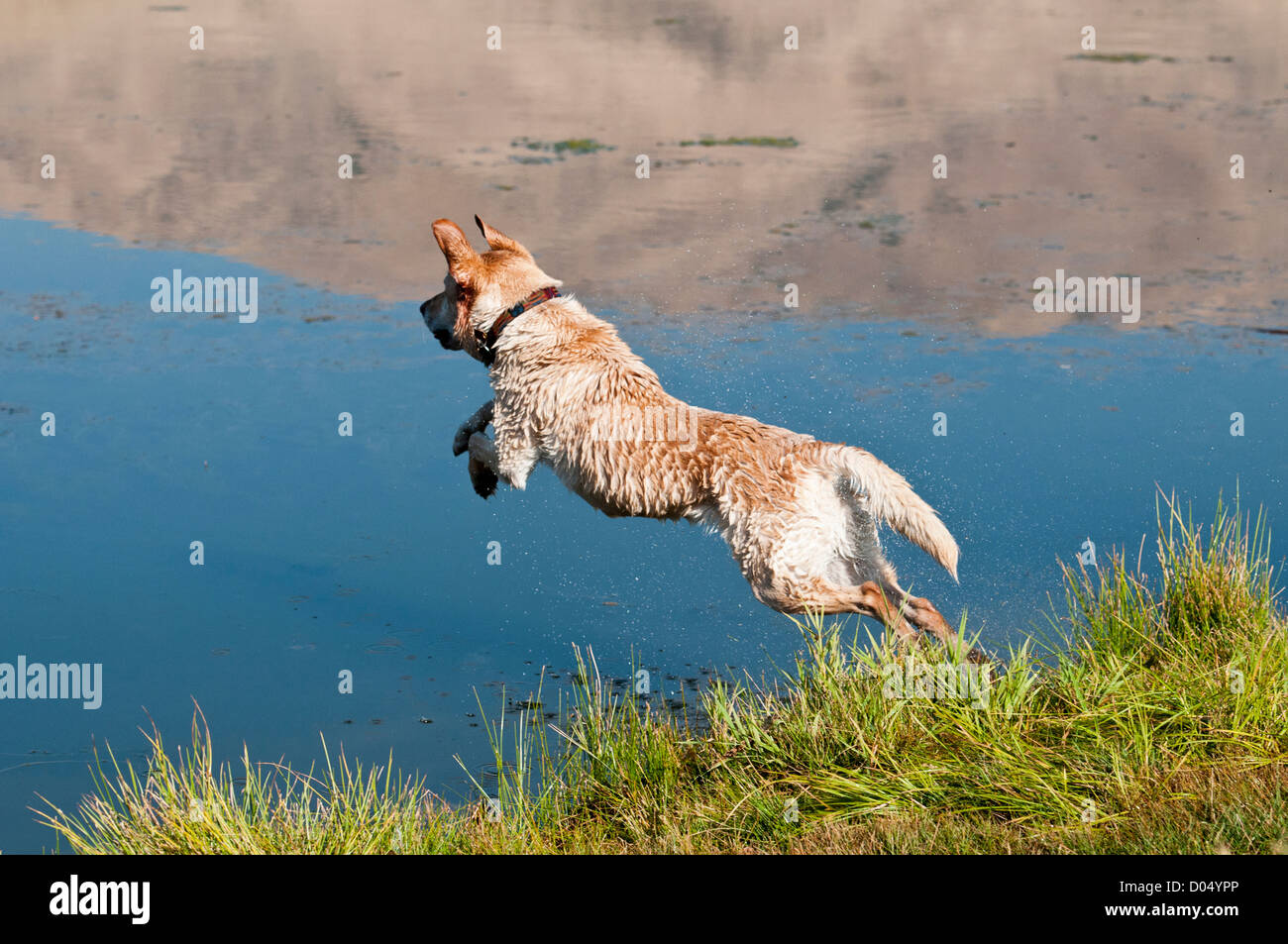 Gelber Labrador Retriever Sprung ins Wasser Stockfoto