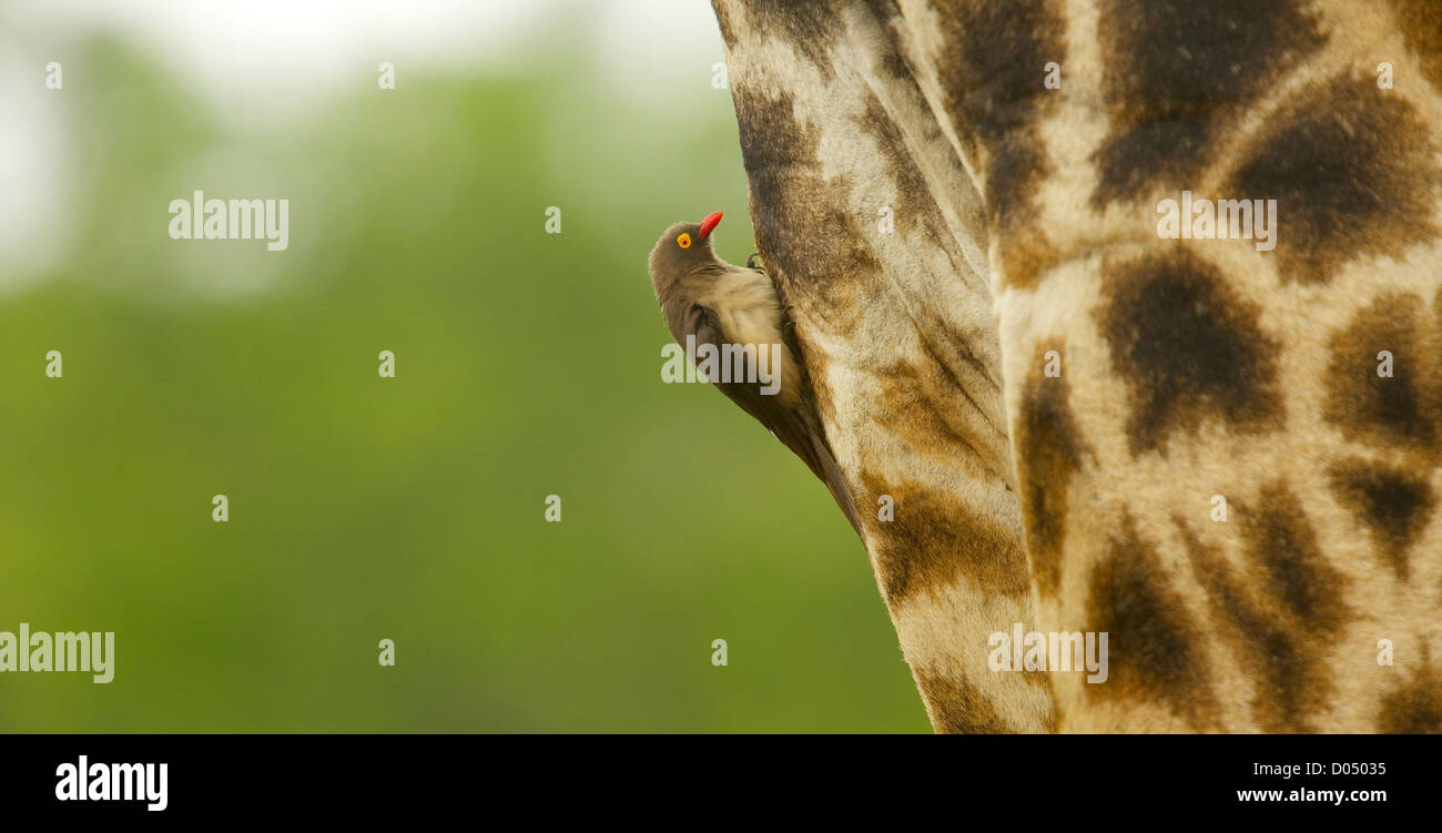 Giraffen im Kruger National Park, gereinigt von den roten Oxpecker abgerechnet Stockfoto