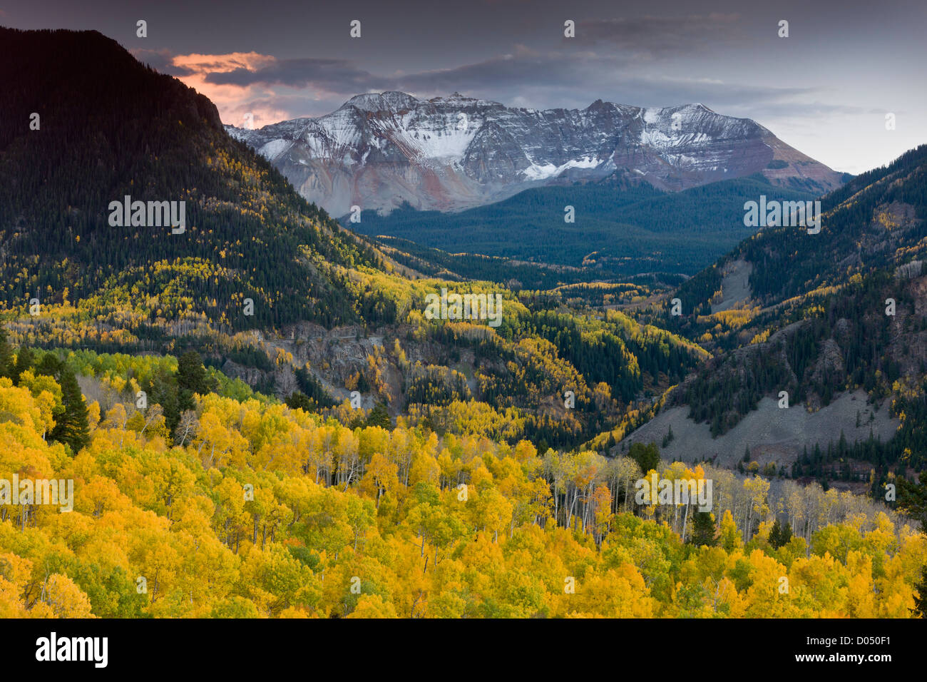 Aspen Wälder im Herbst, Blick auf Sheep Mountain und San Miguel Peak, San Juan Mountains, Colorado, USA Stockfoto