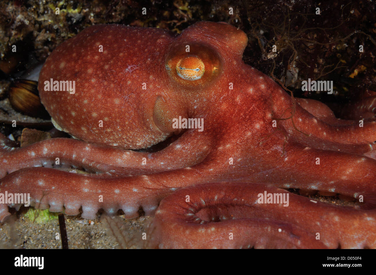 Octopus Bunurong. Stockfoto