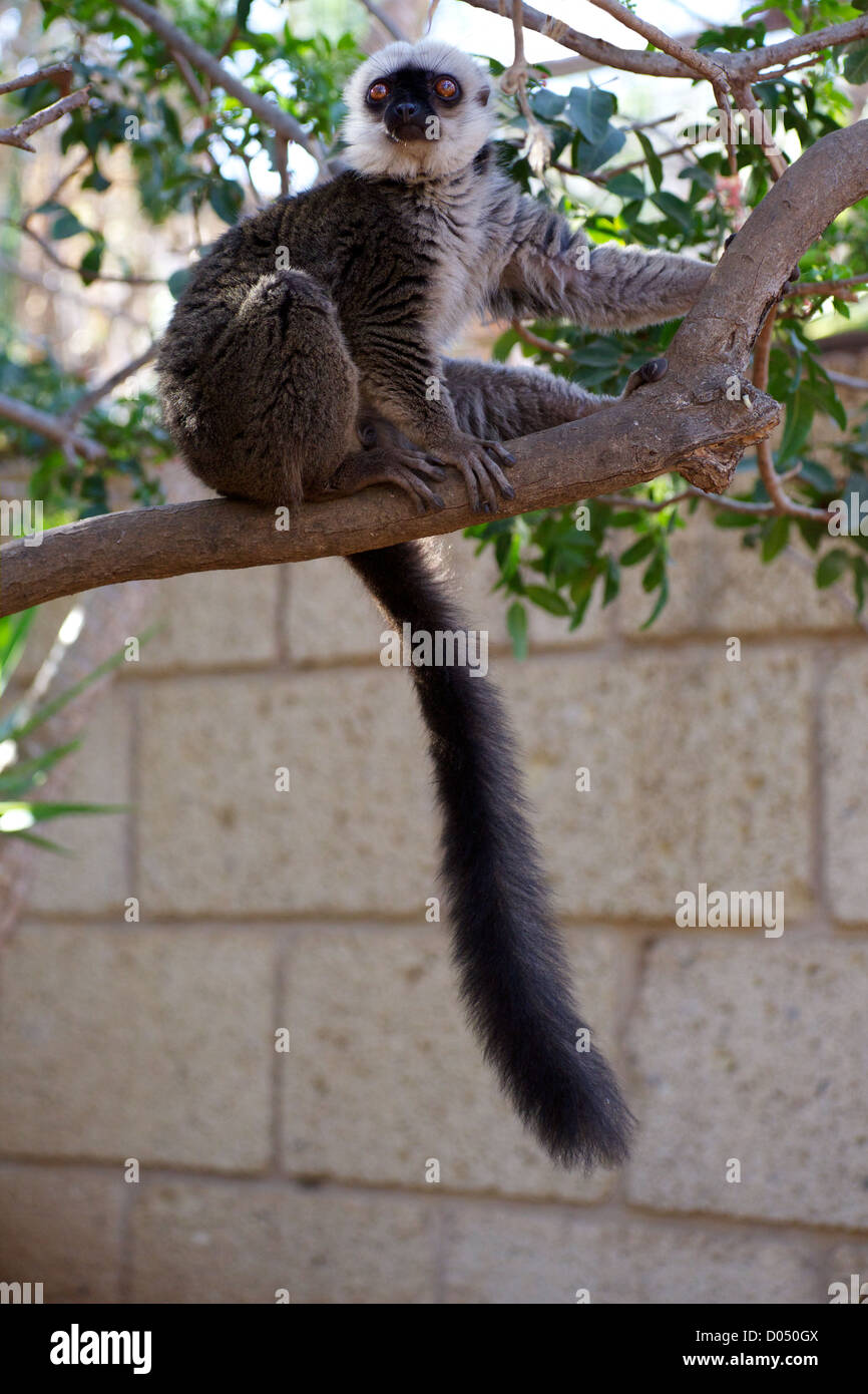 Lemur in der Affenpark auf der Insel Teneriffa Stockfoto