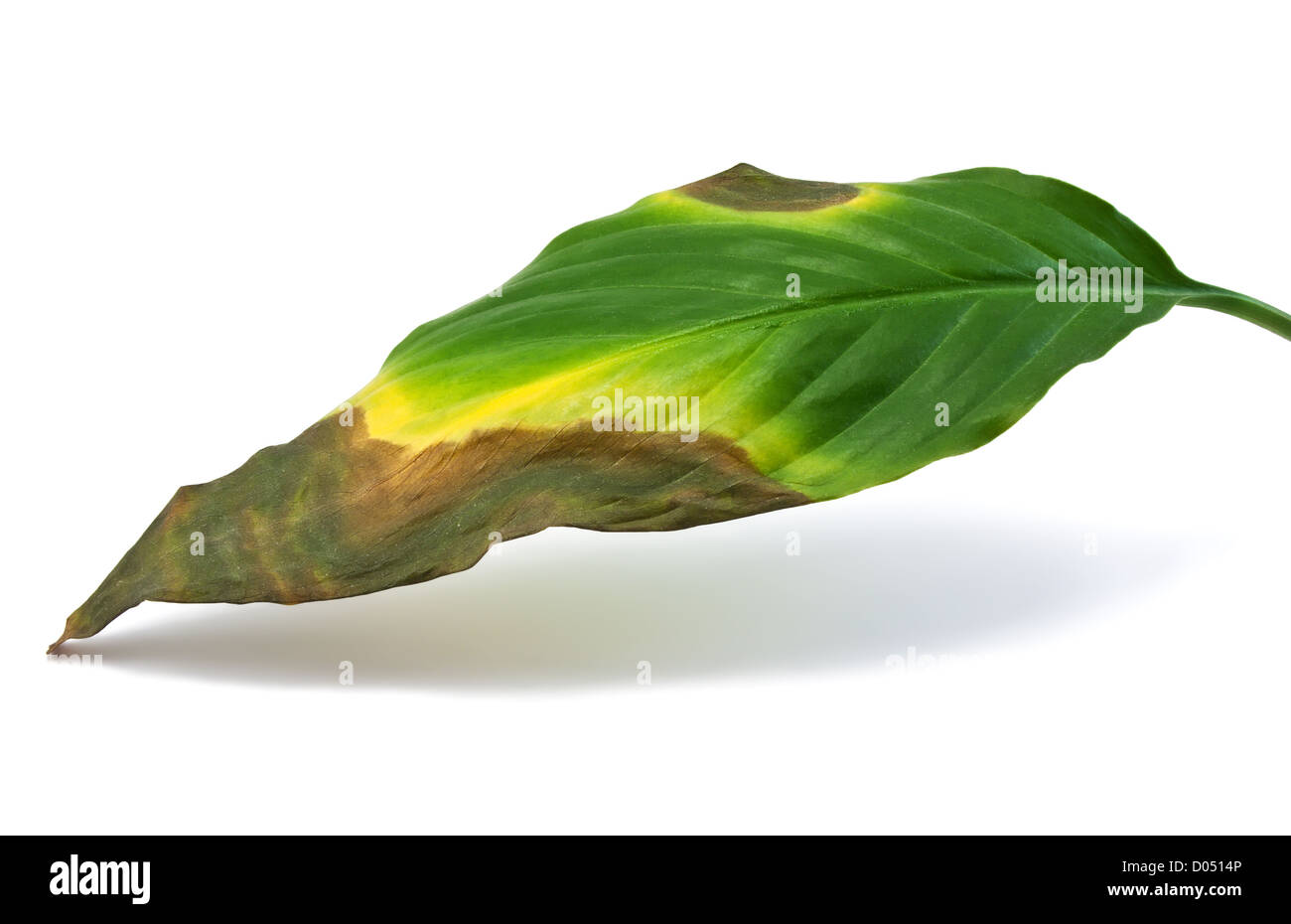 Sterben und Fäulnis Blatt isoliert auf weiss Stockfoto