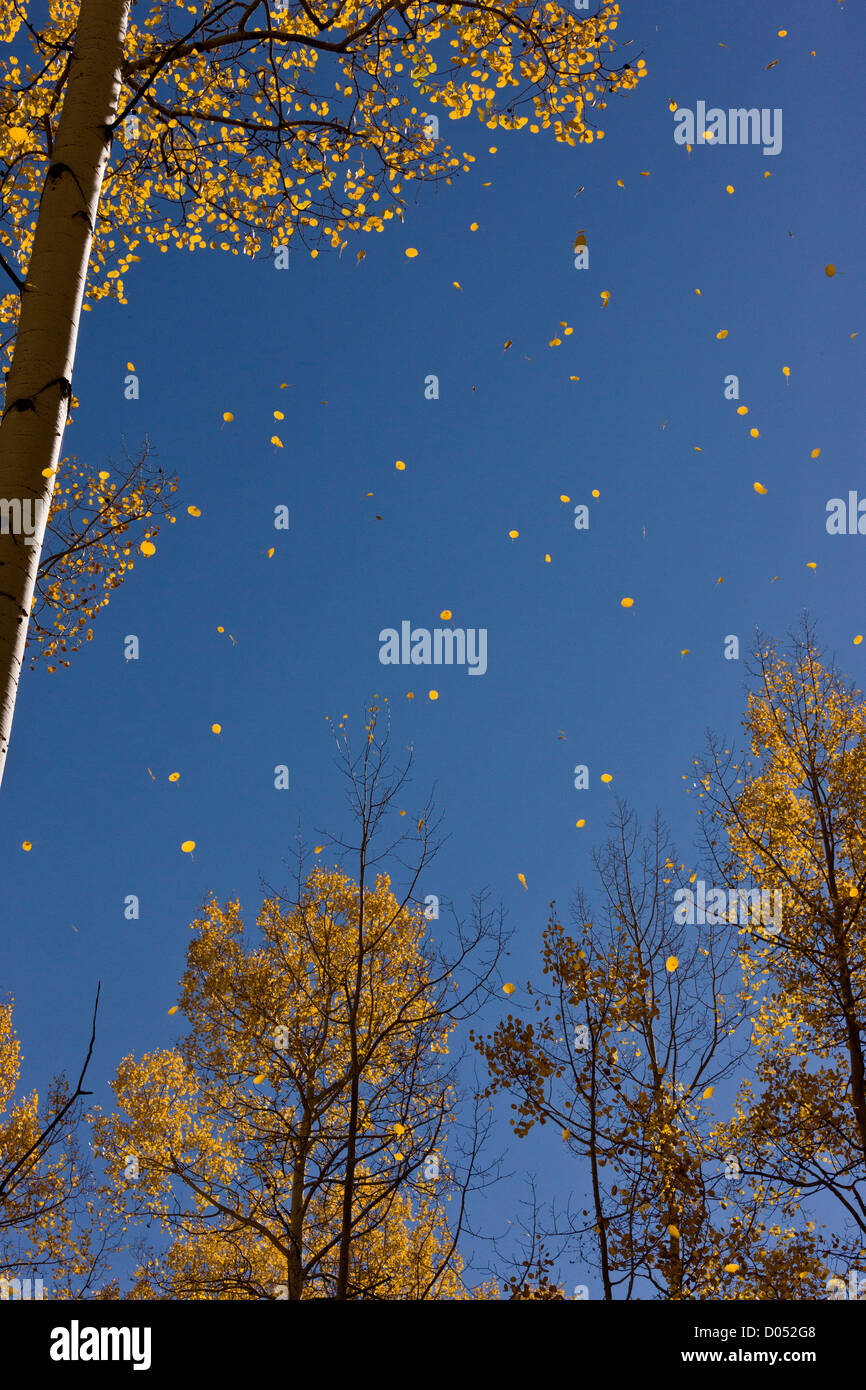 Blätter fallen im Herbst (Herbst), von Aspen Bäume (Populus Tremuloides) in den San Juan Mountains, Colorado, USA Stockfoto