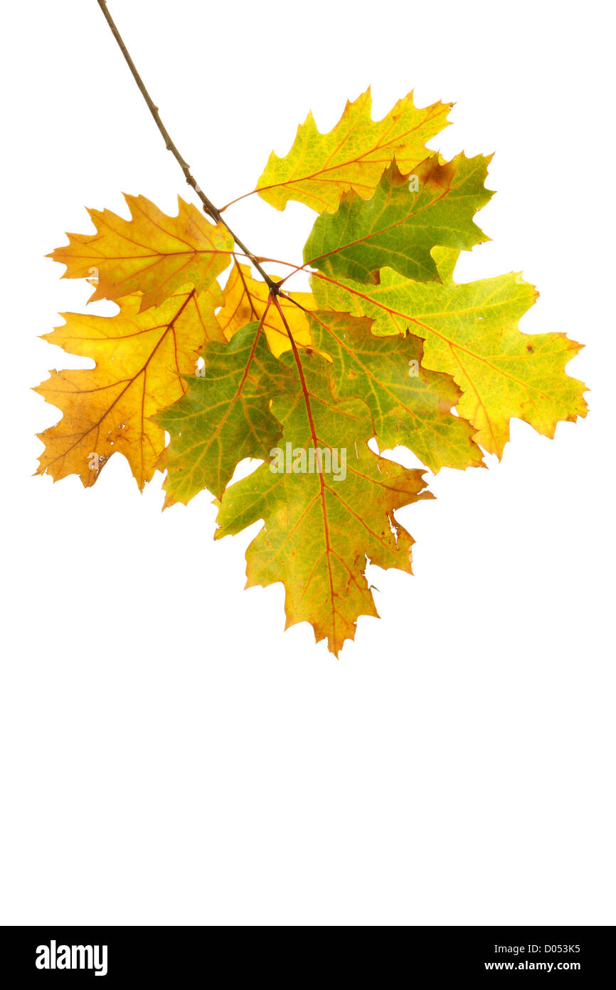 Roteiche (Quercus Rubra) Blätter im Herbst auf weißem Hintergrund Stockfoto