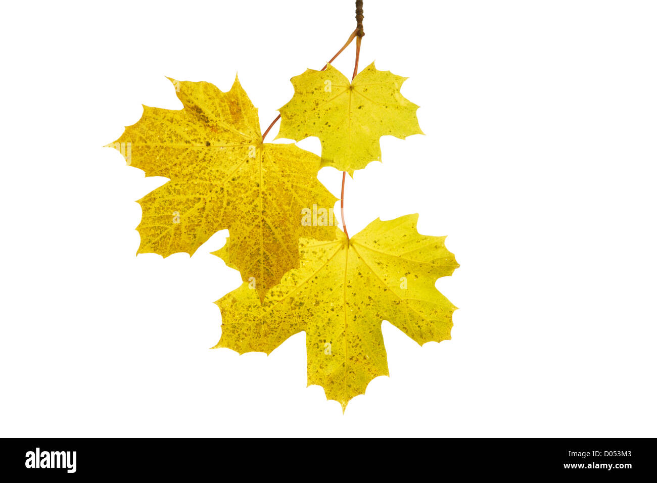 Roteiche (Quercus Rubra) Blätter im Herbst auf weißem Hintergrund Stockfoto