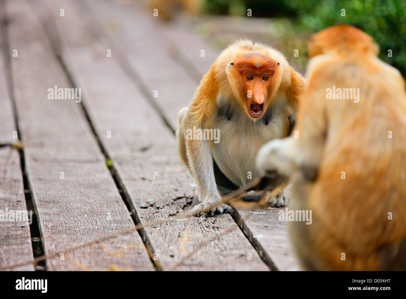 Nasenaffen Stockfoto