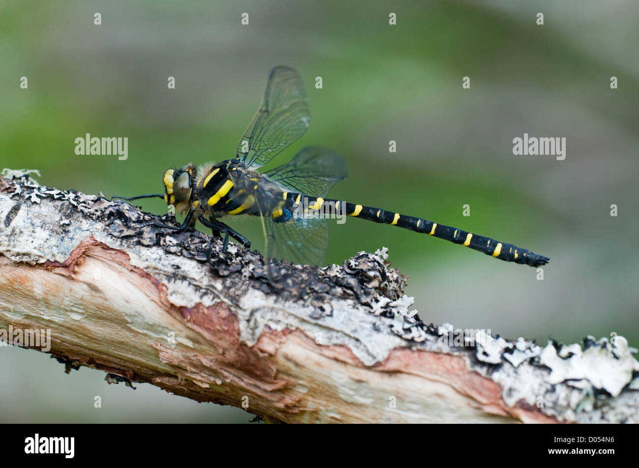 Eine goldene beringt Libelle ruht auf einem Flechten bedeckt Branch, Isle of Mull, Schottland, UK Stockfoto
