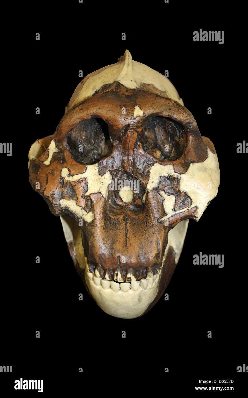 Nussknacker Mensch Australopithecus robustus Schädel Stockfoto