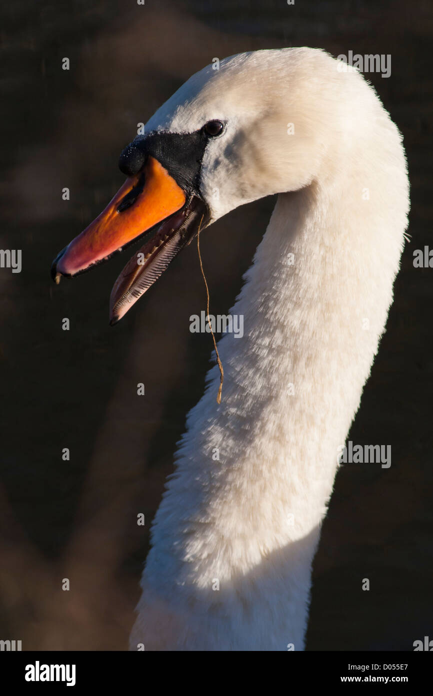 Höckerschwan Kopf- und Halskrebs Nahaufnahme Zischen Warnung Stockfoto