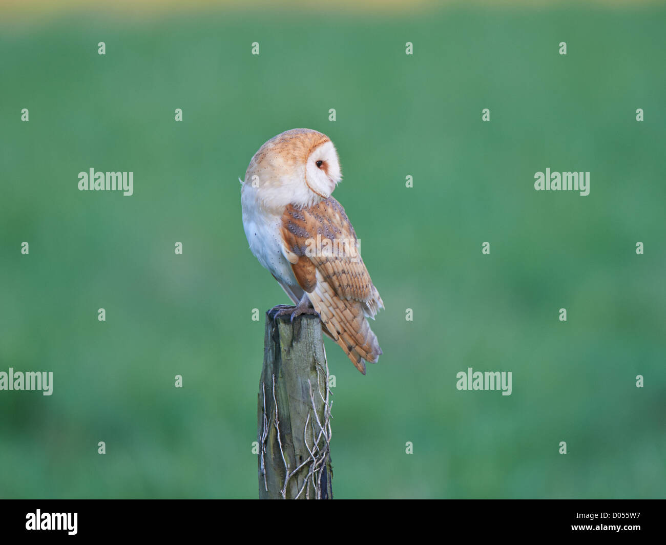Schleiereule auf post Stockfoto