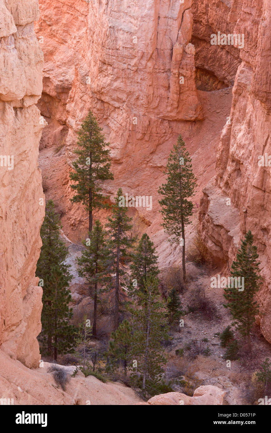 Lodgepole Kiefern wachsen unter die Hoodoos oder Rock Säulen in Bryce-Canyon-Nationalpark, Utah, USA Stockfoto