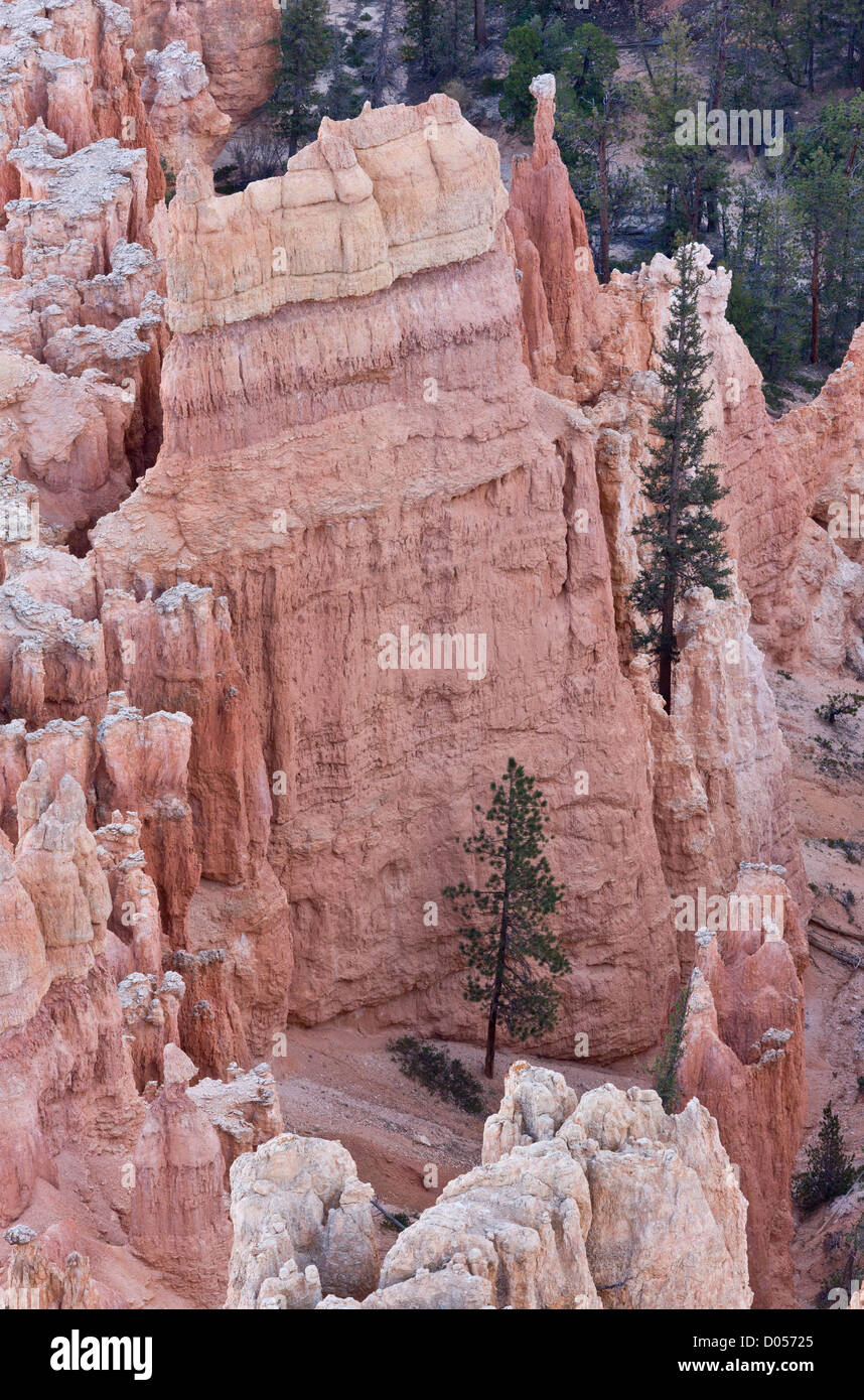 Lodgepole Kiefern wachsen unter die Hoodoos oder Rock Säulen in Bryce-Canyon-Nationalpark, Utah, USA Stockfoto