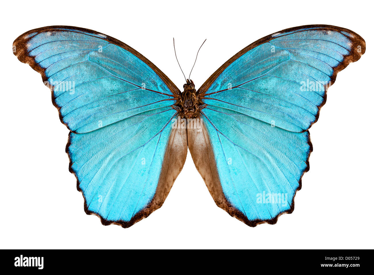 Schmetterling Arten Morpho Menelaus Alexandrowna isoliert auf weißem Hintergrund Stockfoto