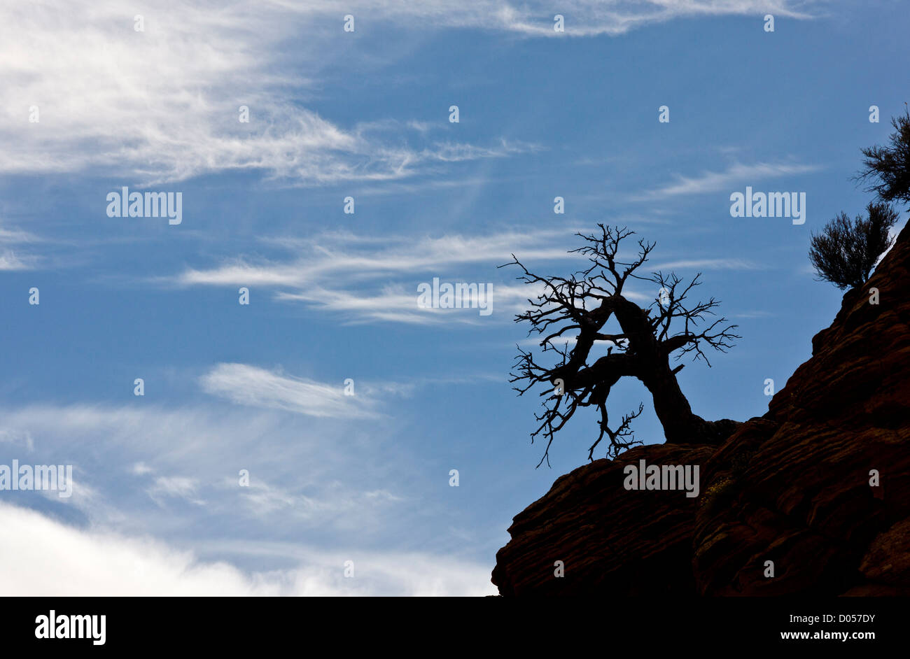 Silhouette tot Utah-Wacholder auf einer hohen Klippe in den Zion Nationalpark, Utah, USA Stockfoto
